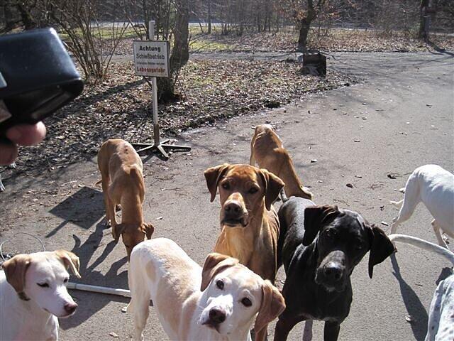 Sie sind dünn und ausgehungert: Diese Hunde wurden über den Zaun auf den Schießplatz der Polizei im Perlacher Forst geworfen.