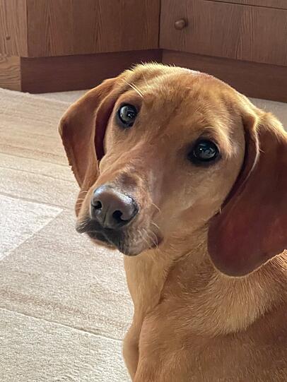 Hund samma! Münchens schönster Hund gesucht – Einsendungen ab dem 17. Juni