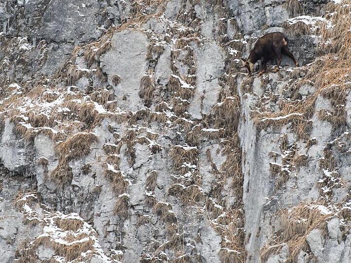 Gams steht auf einem Felsvorsprung. Foto: Lino Mirgeler/dpa/Symbolbild