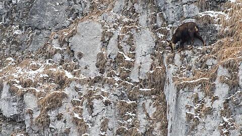 Gams steht auf einem Felsvorsprung. Foto: Lino Mirgeler/dpa/Symbolbild
