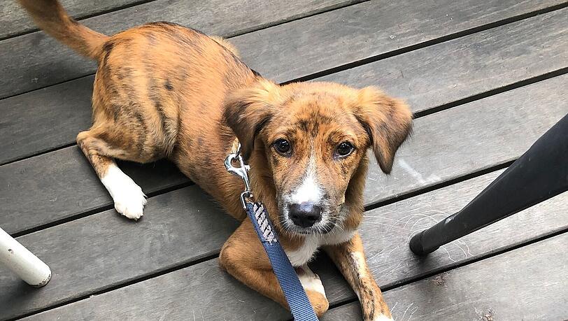 Der Hund "Sammy" (undatierte Aufnahme). Der sechs Monate alte, ausländische Straßenhund hält die Polizei am Flughafen München auf Trab.