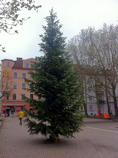 Auch Schwabings Weihnachtsbaum ist schon eingezogen. Ein kleiner Prachtkerl!