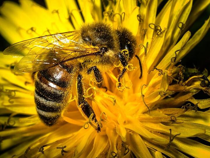 Eine mit Blütenpollen bedeckte Biene sitzt auf einem Löwenzahn. Foto: Nicolas Armer/Archivbild