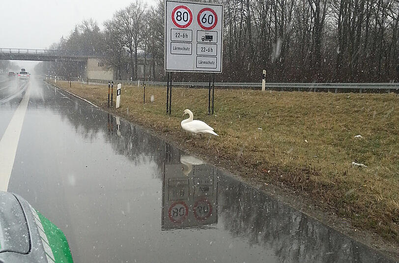 Mein lieber Schwan: Auf der A95 sorgte dieser Schwan am Samstag für Aufregung.