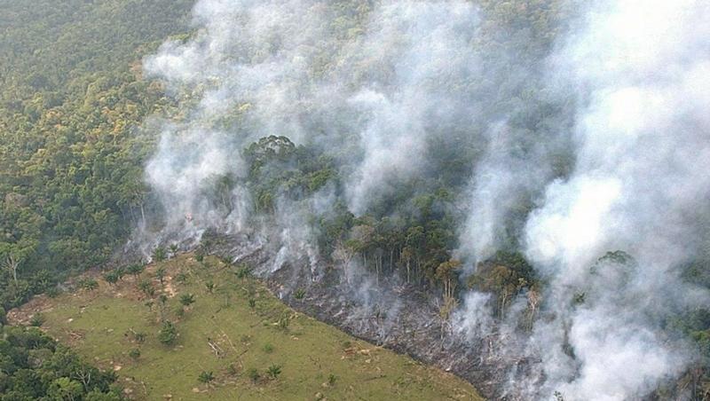 Ein Streifen des Regenwalds des Amazonas nahe der brasilianischen Stadt Manaus wird durch Brandlegung gerodet (Archivfoto). Ein Streifen des Regenwalds des Amazonas nahe der brasilianischen Stadt Manaus wird durch Brandlegung gerodet (Archivfoto).