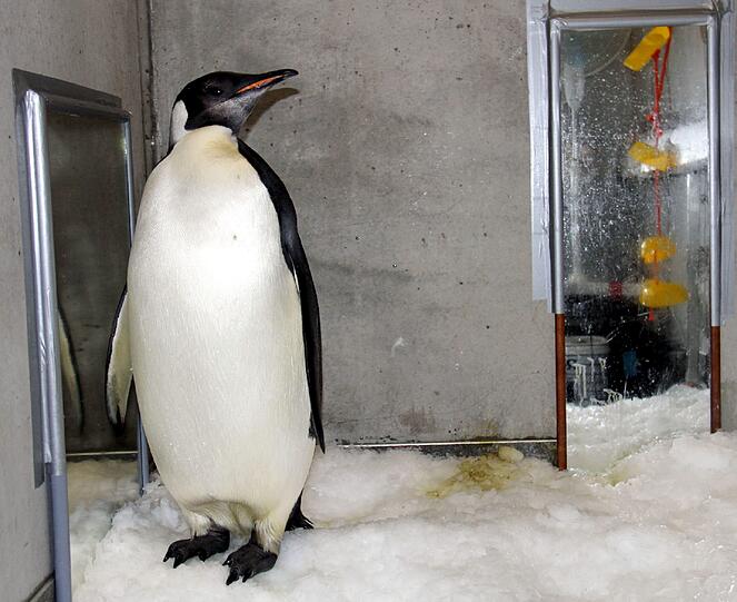In diesem Tier-Krankenhaus in Wellington wurde Happy Feet gesund gepflegt.