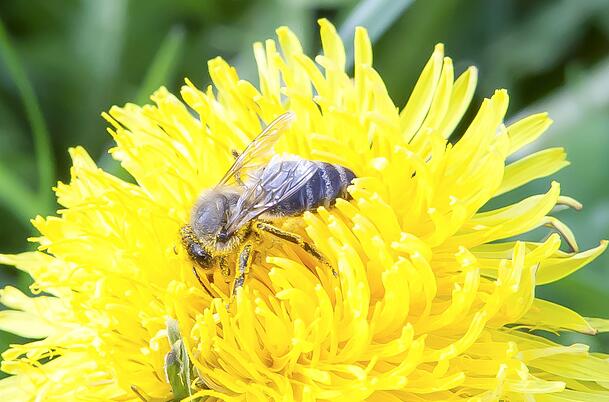 Löwenzahn ist auch wichtig für Insekten und Vögel.