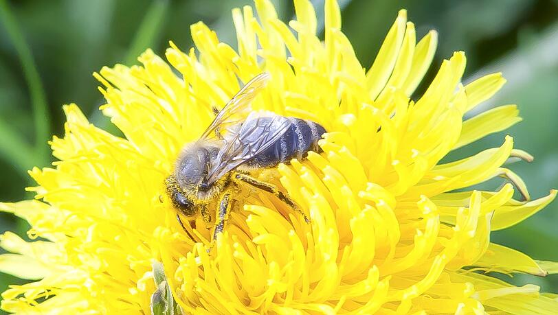 Löwenzahn ist auch wichtig für Insekten und Vögel. Löwenzahn ist auch wichtig für Insekten und Vögel.