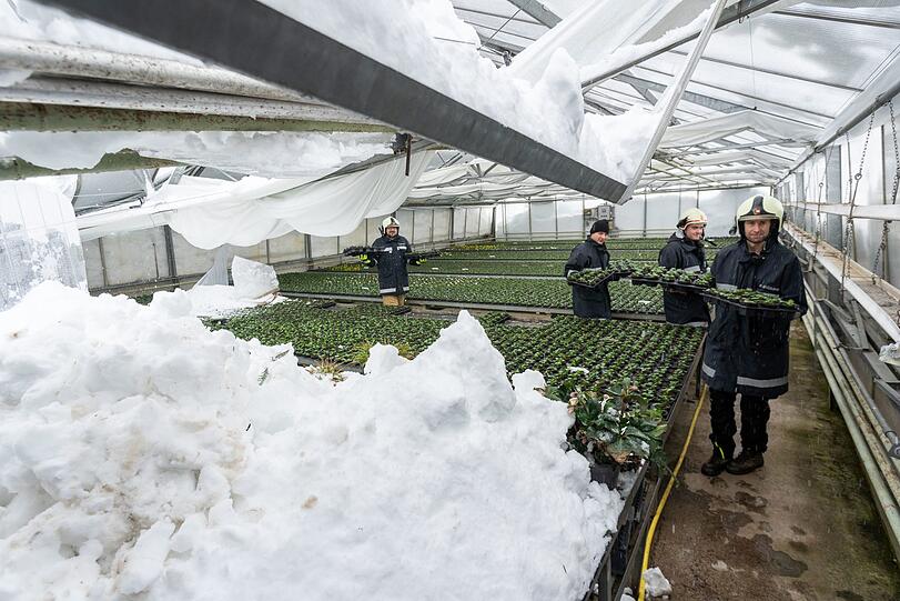 Bei Salzburg mussten Feuerwehrmänner am Montag Pflanzen aus einem Gewächshaus einer Gärtnerei tragen, das durch massive Schneemassen eingebrochen ist.
