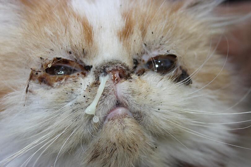 Eiter aus den Augen, aus der Nase und kaum noch die Möglichkeit zum Atmen, da die Nasen fast weggezüchtet wurden.