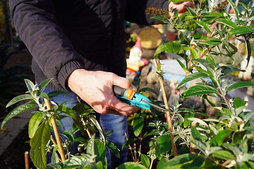 Hier stutzt Rosi Pollinger ihren Sommerflieder, vor allem die trockenen Rispen müssen vor dem Winter weg. Hier stutzt Rosi Pollinger ihren Sommerflieder, vor allem die trockenen Rispen müssen vor dem Winter weg.
