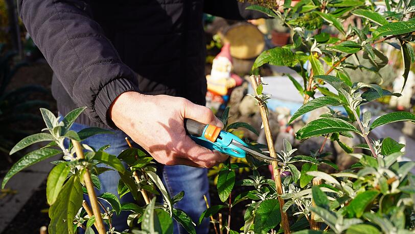 Hier stutzt Rosi Pollinger ihren Sommerflieder, vor allem die trockenen Rispen müssen vor dem Winter weg. Hier stutzt Rosi Pollinger ihren Sommerflieder, vor allem die trockenen Rispen müssen vor dem Winter weg.