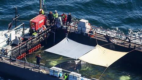 Der Wal war wochenlang vor der Insel Poel gestrandet.