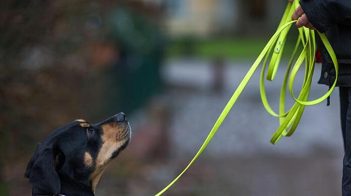 Ein Hund schaut zum Besitzer hoch.