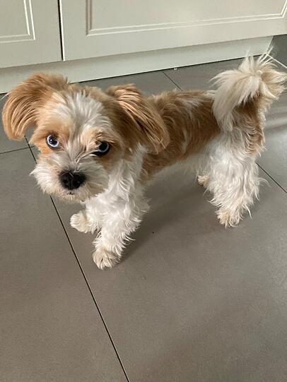 Lilli