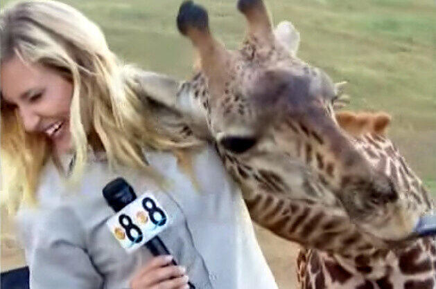 Eine Giraffe ging mit Moderatorin Ashley Jacobs auf Tuchfüllung