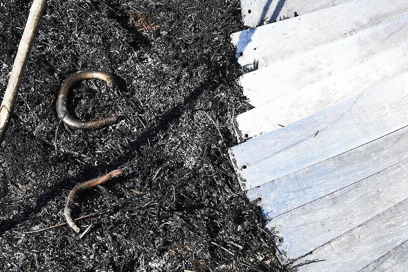 Würmer und Mäuse starben in den Flammen.