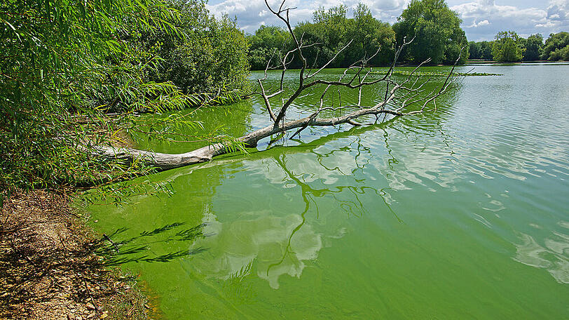 Trübes Wasser ist ein Anzeichen für Blaualgen.