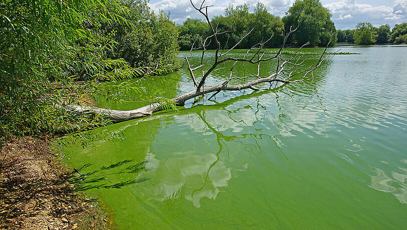 Trübes Wasser ist ein Anzeichen für Blaualgen. Trübes Wasser ist ein Anzeichen für Blaualgen.