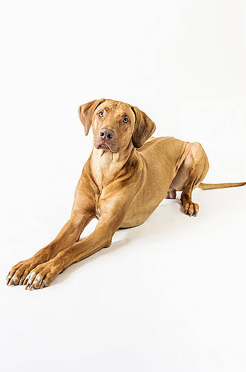 Platz 7: Der Rhodesian Ridgeback stammt ursprünglich aus Südafrika und Simbabwe.