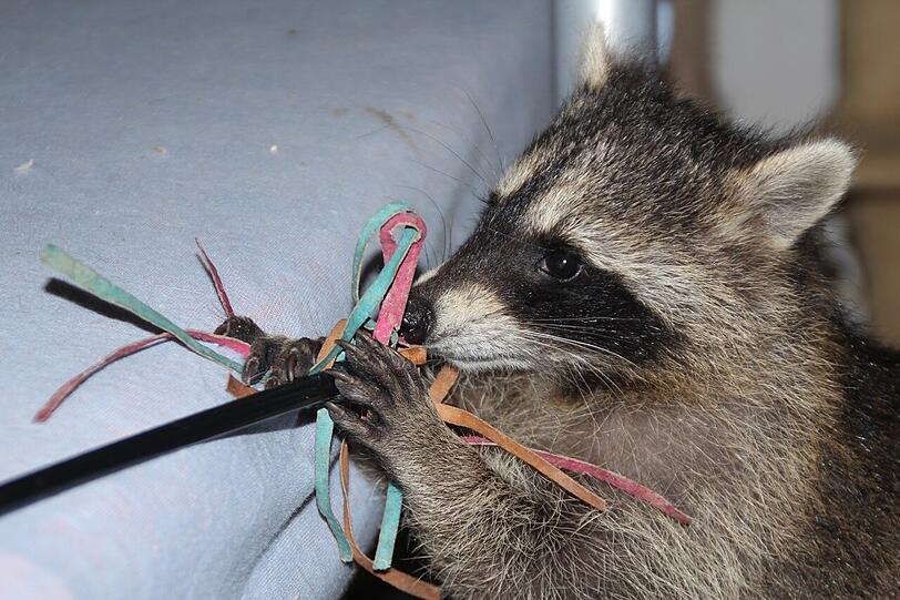 Weitere Bilder von Jacky und der ersten Herzschrittmacher-OP weltweit an einem Waschbären.