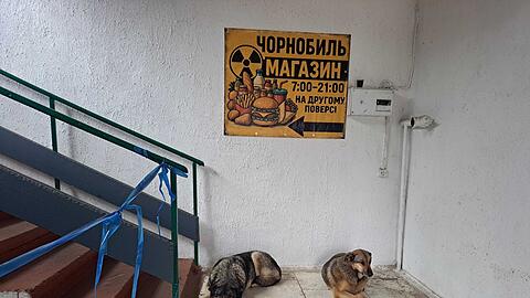 Bis heute gibt es in Tschernobyl eine Population von Straßenhunden.