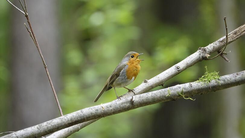 Gut, das Rotkehlchen erkennt man leicht – am Aussehen, nicht unbedingt am Gesang. Dafür gibt es jetzt eine neue Vogelstimmenhotline die per WhatsApp weiterhilft. Gut, das Rotkehlchen erkennt man leicht – am Aussehen, nicht unbedingt am Gesang. Dafür gibt es jetzt eine neue Vogelstimmenhotline die per WhatsApp weiterhilft.