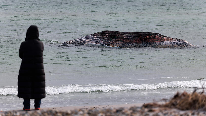 Eine Tier&auml;rztin steht am Ufer unweit vom toten Buckelwal, der vor der d&auml;nischen Insel Anholt liegt. Es handelt sich um den Buckelwal, der Ende M&auml;rz erstmals vor einer deutschen Insel in der Ostsee gestrandet war.