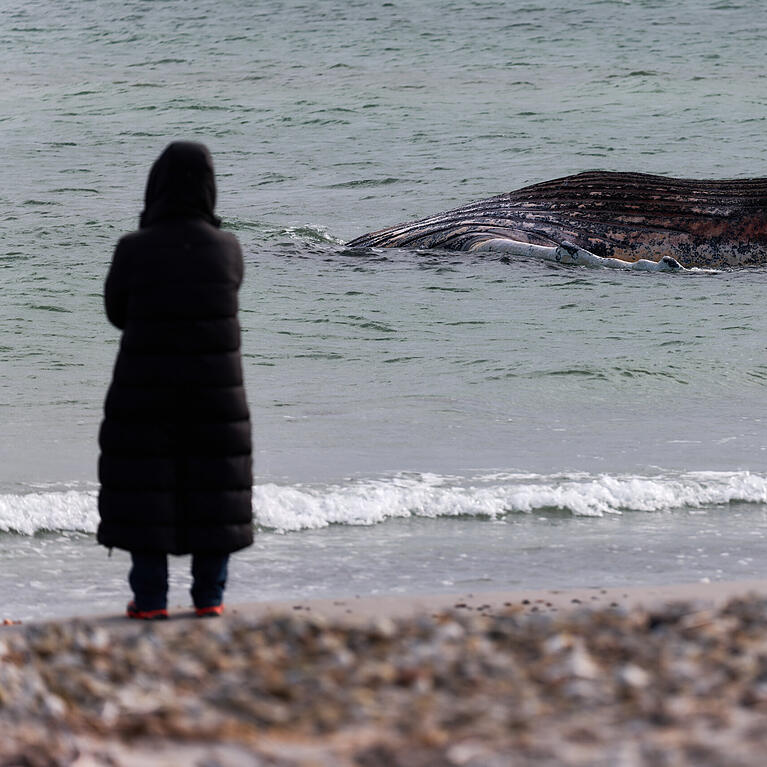 Eine Tier&auml;rztin steht am Ufer unweit vom toten Buckelwal, der vor der d&auml;nischen Insel Anholt liegt. Es handelt sich um den Buckelwal, der Ende M&auml;rz erstmals vor einer deutschen Insel in der Ostsee gestrandet war.