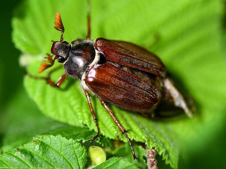 Ein Maikäfer sitzt auf einem Blatt. Foto: Patrick Seeger/dpa/Archivbild