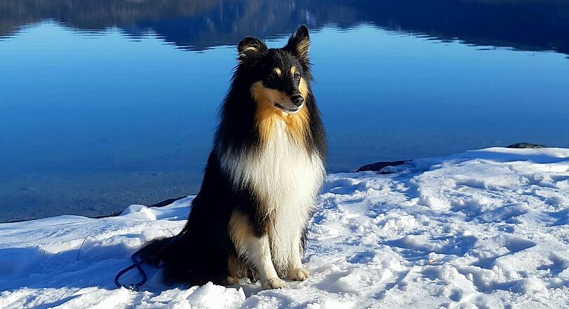 Mogli