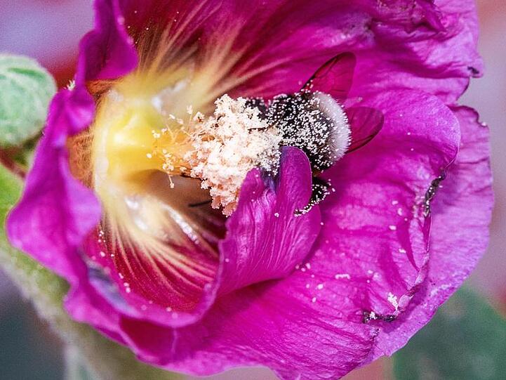 Eine Hummel sammelt in der Blüte einer Stockrose Pollen ein. Foto: Jens Büttner/dpa-Zentralbild/dpa/Symbolbild