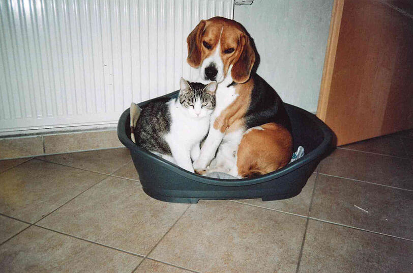Katze Rosi und Beagle Ronja
