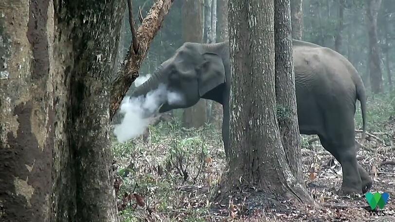 Einzigartige Bilder: Ein Elefant in Indien "raucht".