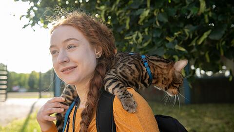 Aktuell werden immer mehr Katzen an der Leine durch Großstadtstraßen geführt. (Archivbild)