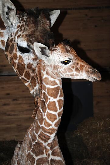 Der noch namenlose Giraffenbulle und seine Mama.