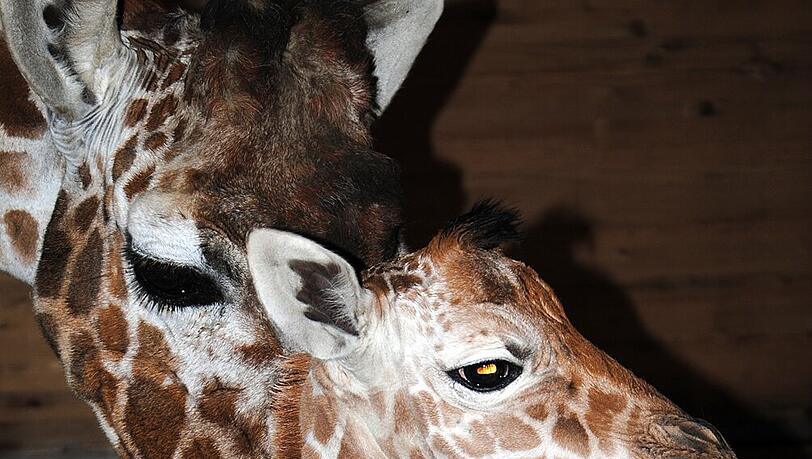 Der noch namenlose Giraffenbulle und seine Mama. Der noch namenlose Giraffenbulle und seine Mama.