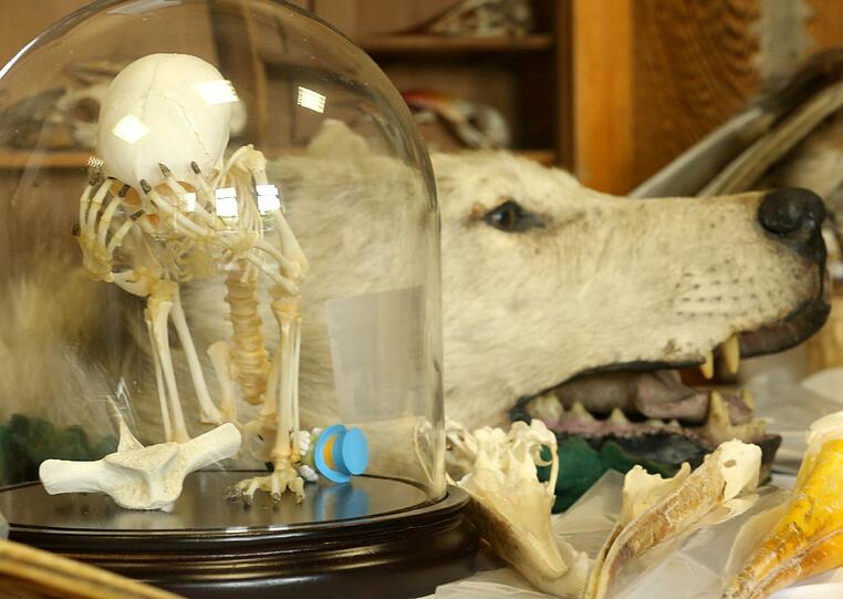 Unheimlich! Ein kleiner skelettierter Affe hält sich die Pfoten vor das Gesicht.