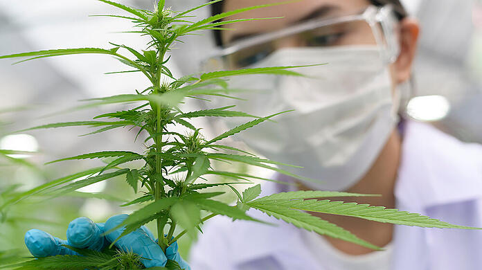 Medizinisches Cannabis ist in verschiedenen Darrreichungsformen beliebt - aber die Rahmenbedingungen sind gesetzlich nur vage geregelt.