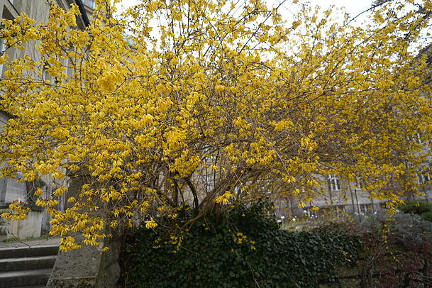 Die Forsythie bl&uuml;ht schon fr&uuml;h: Ihre gelben Bl&uuml;ten sind ein echter Hingucker.