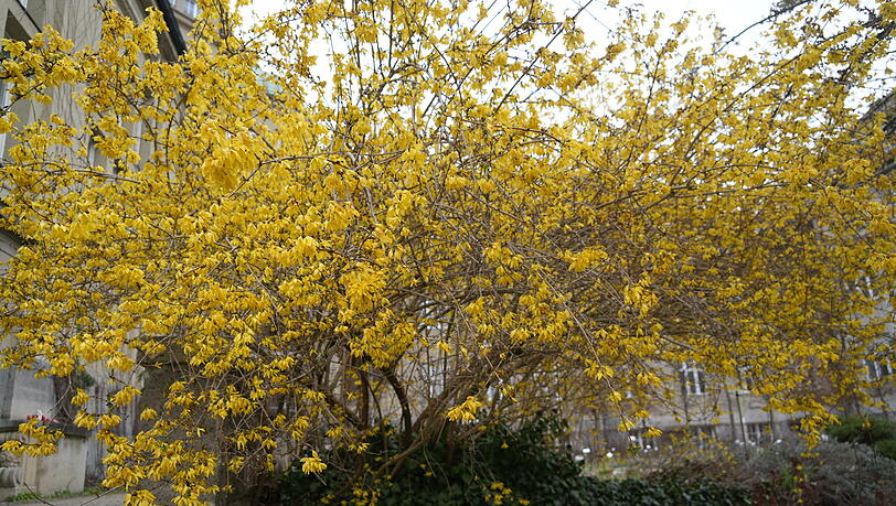Die Forsythie bl&uuml;ht schon fr&uuml;h: Ihre gelben Bl&uuml;ten sind ein echter Hingucker.