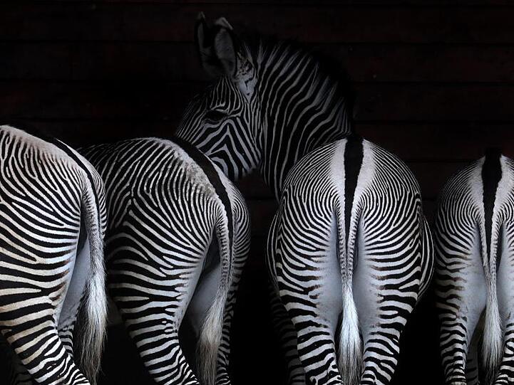 Zebras stehen bei Regen in einem Unterstand des Augsburger Zoos. Foto: Karl-Josef Hildenbrand/dpa/Archivbild