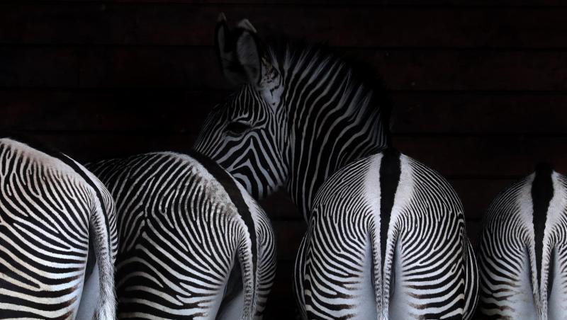 Zebras stehen bei Regen in einem Unterstand des Augsburger Zoos. Foto: Karl-Josef Hildenbrand/dpa/Archivbild Zebras stehen bei Regen in einem Unterstand des Augsburger Zoos. Foto: Karl-Josef Hildenbrand/dpa/Archivbild