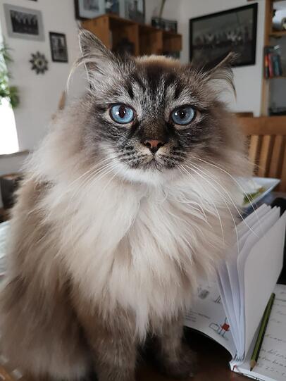Maxi
