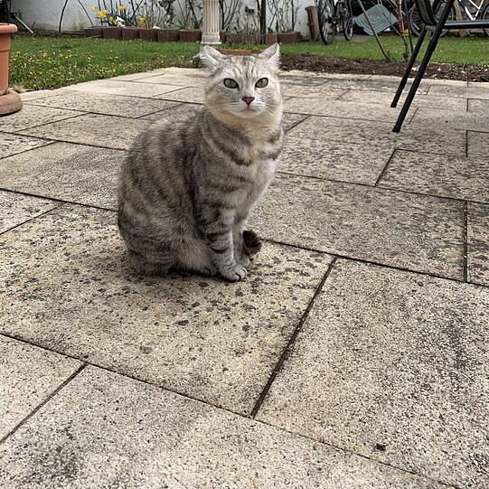 Nazli