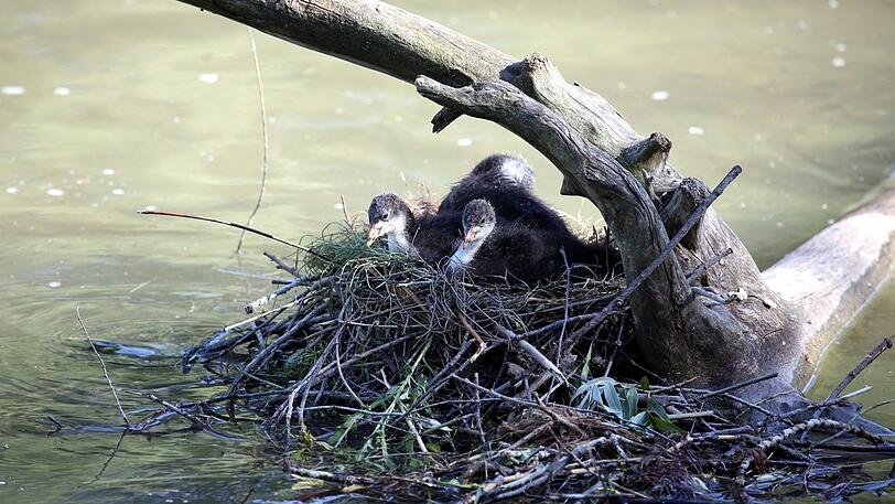 In einem Nest bei der Tierparkbrücke wachsen auch junge Blässhühner auf.