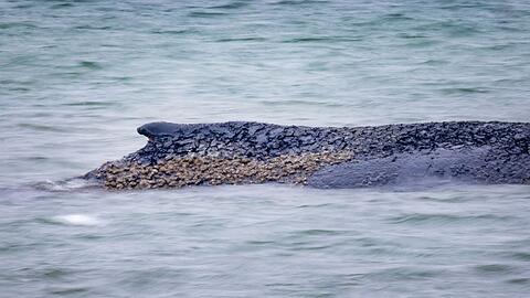 Auch der Gesundheitszustand des Wales soll untersucht werden (Archivbild).