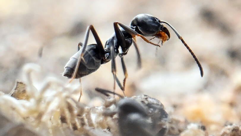 Die invasive Große Drüsenameise ist an ihrer tiefschwarzen Farbe und der enormen Koloniebildung zu erkennen. Die invasive Große Drüsenameise ist an ihrer tiefschwarzen Farbe und der enormen Koloniebildung zu erkennen.