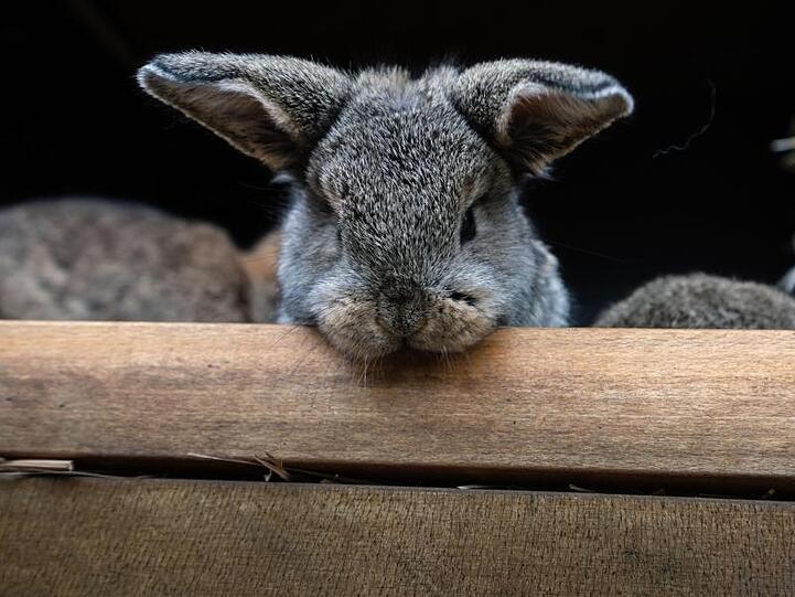 Ein Kaninchen schaut aus seinem Stall heraus. Foto: Frank Rumpenhorst/dpa/Symbolbild