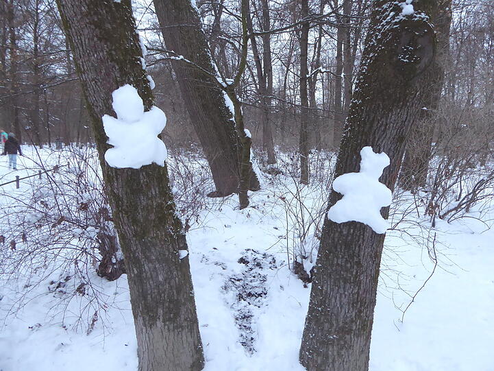Baumbären im Englischen Garten.